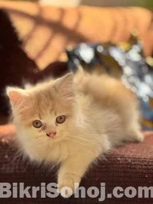 PURE PERSIAN SEMI ADULT MALE AND FEMALE
